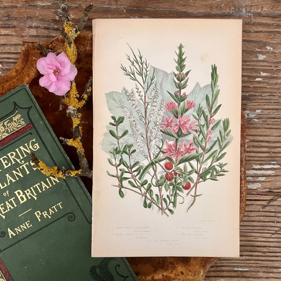 Литография 14х22 см Flowering Plants by Anne Pratt №77 Англия
