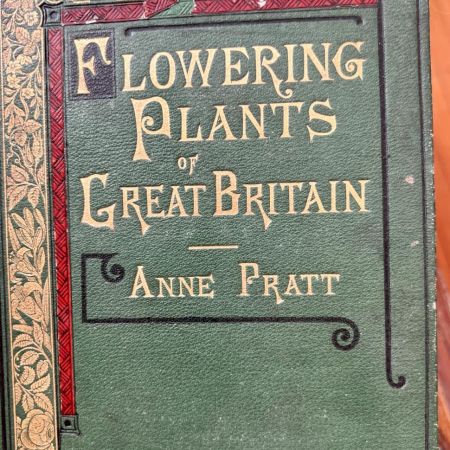 Литография 14х22 см Flowering Plants by Anne Pratt № 202 Англия