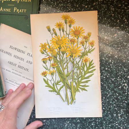 Литография 14х22 см Flowering Plants by Anne Pratt № 204 Англия