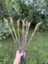 Шампуры с латунной скульптурной ручкой Птицы, Франция, 8 штук набор