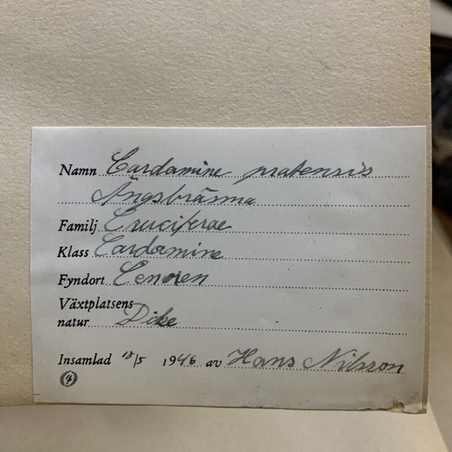 Лист гербария Hans Nilsson Швеция