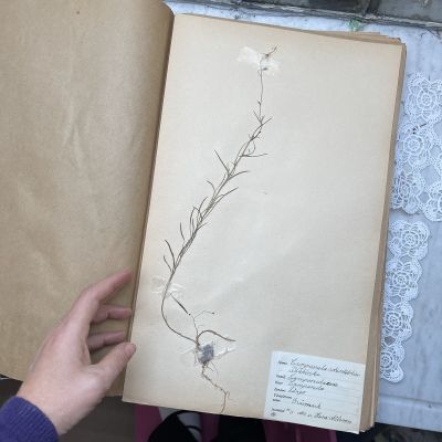 Лист гербария Hans Nilsson Швеция