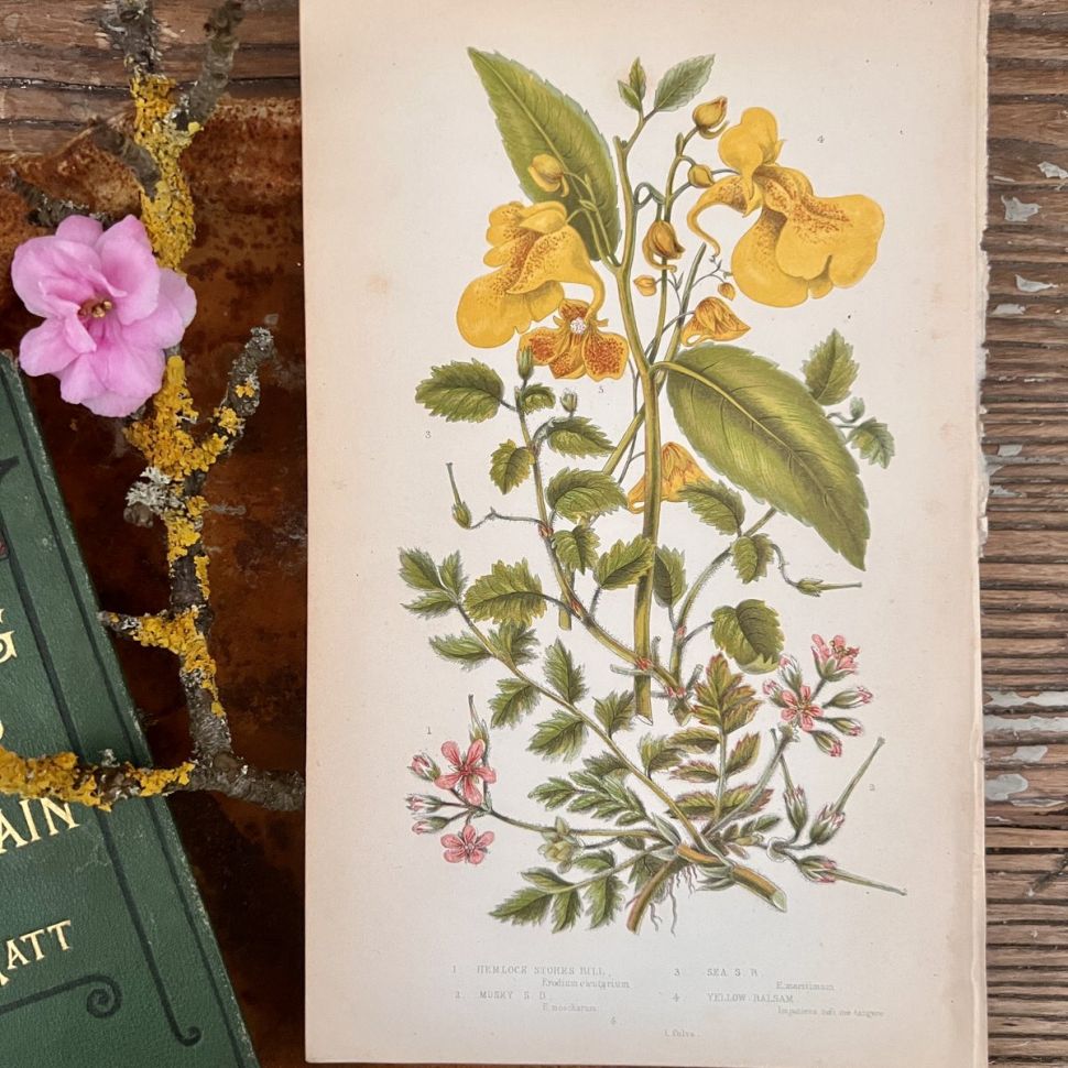 Литография 14х22 см  Flowering Plants by Anne Pratt №55 Англия    