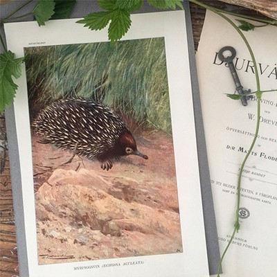 Литография из энциклопедии 1902 года Ехидна