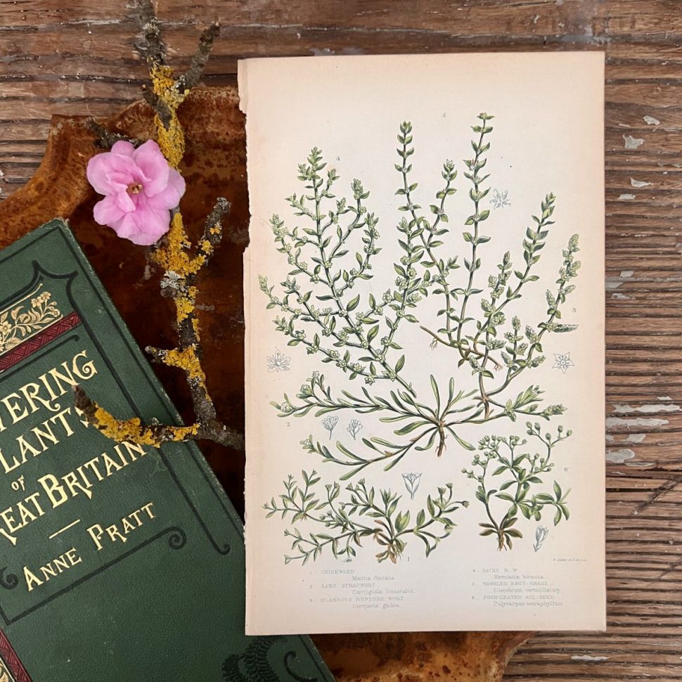 Литография 14х22 см  Flowering Plants by Anne Pratt б/н Англия