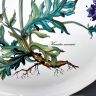 Блюдо Botanica с ручками 30 см ВилеройБох