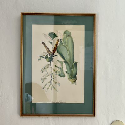 Репродукция в раме Oiseau-Mouche Chatoyant 38х53 см