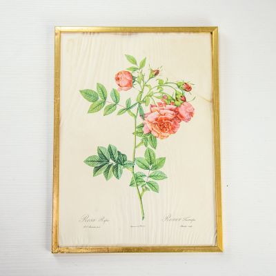 Картина репродукция Rosa Rapa в раме следы влаги