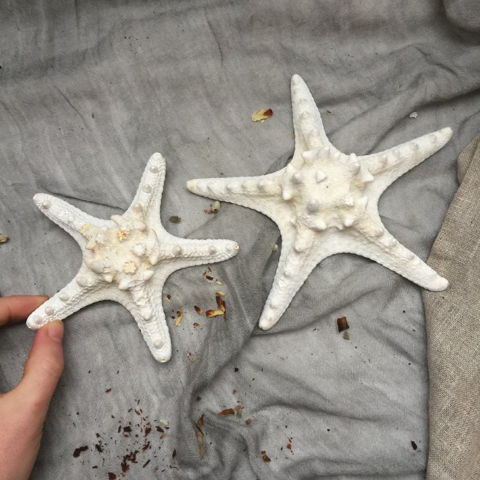 Морская звезда
