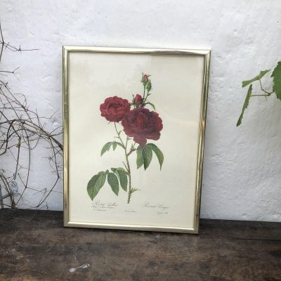 Репродукция Rose Gallica