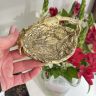 Бюдо с ручкой мини 11 см Арнуво латунь