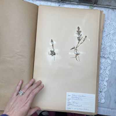 Лист гербария Hans Nilsson Швеция