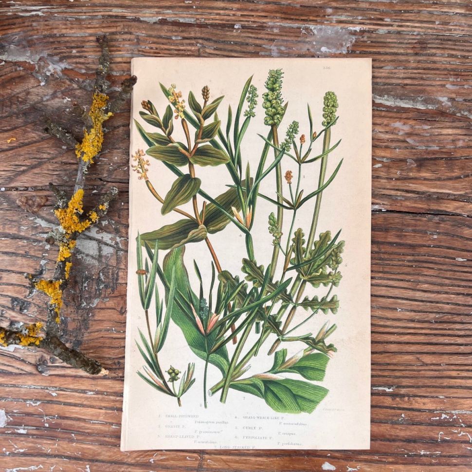 Литография 14х22 см Flowering Plants by Anne Pratt №236 Англия