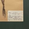 Гербарий 1946 подорожник в антибликовом оформлении Швеция 54х31 см