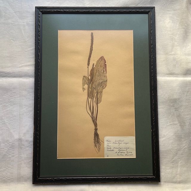 Гербарий 1946 подорожник в антибликовом оформлении Швеция 54х31 см