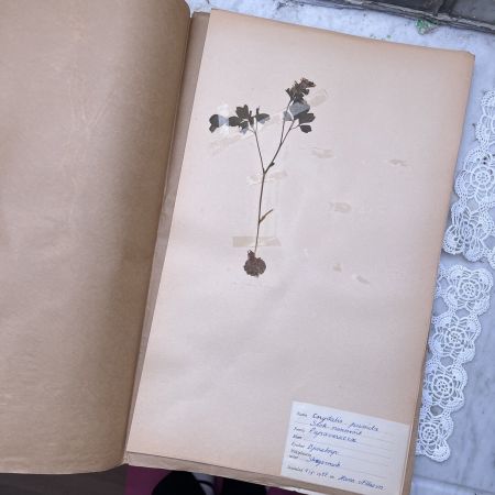 Лист гербария Hans Nilsson Швеция