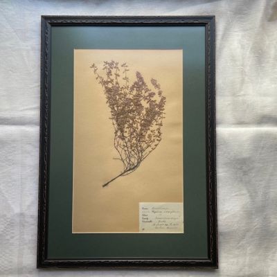 Гербарий 1946 тимьян в антибликовом оформлении Швеция 54х31 см