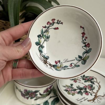 Розетка Botanica ВиллеройБох 12 см