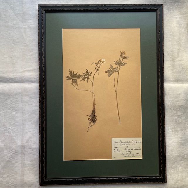 Гербарий лютик 1946 в антибликовом оформлении Швеция 54х31 см