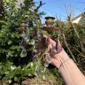 Бра настенное на 2 свечи 26 см латунь хрусталь
