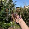 Бра настенное на 2 свечи 26 см латунь хрусталь