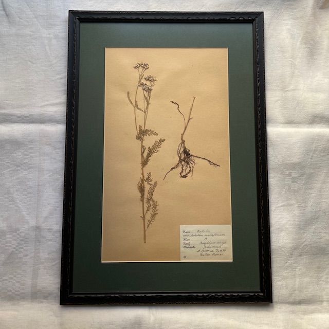 Гербарий 1946 тысячелистник в антибликовом оформлении Швеция 54х31 см Швеция