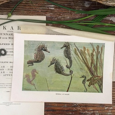 Литография Морской конек Швеция