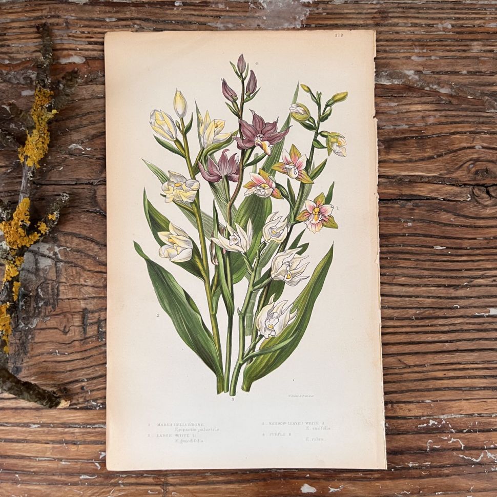 Литография 14х22 см  Flowering Plants by Anne Pratt №212 Англия 