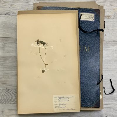 Лист гербария Hans Nilsson Швеция    