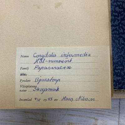 Лист гербария Hans Nilsson Швеция    