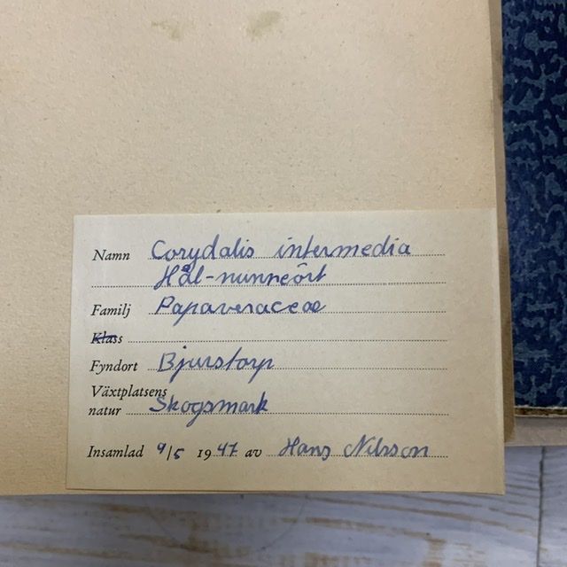 Лист гербария Hans Nilsson Швеция