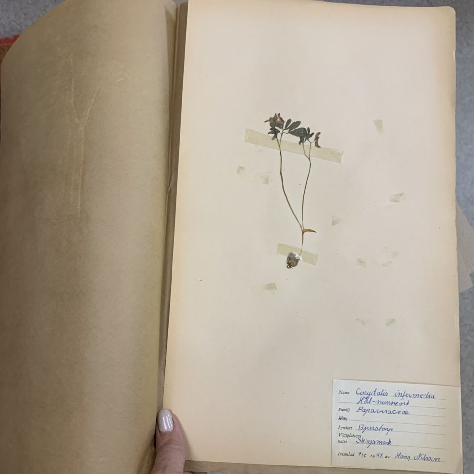 Лист гербария Hans Nilsson Швеция