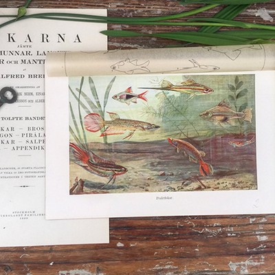 Литография Рыбы 7 Швеция