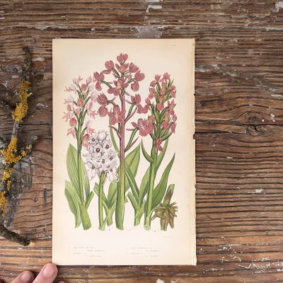 Литография 14х22 см  Flowering Plants by Anne Pratt №215 Англия 