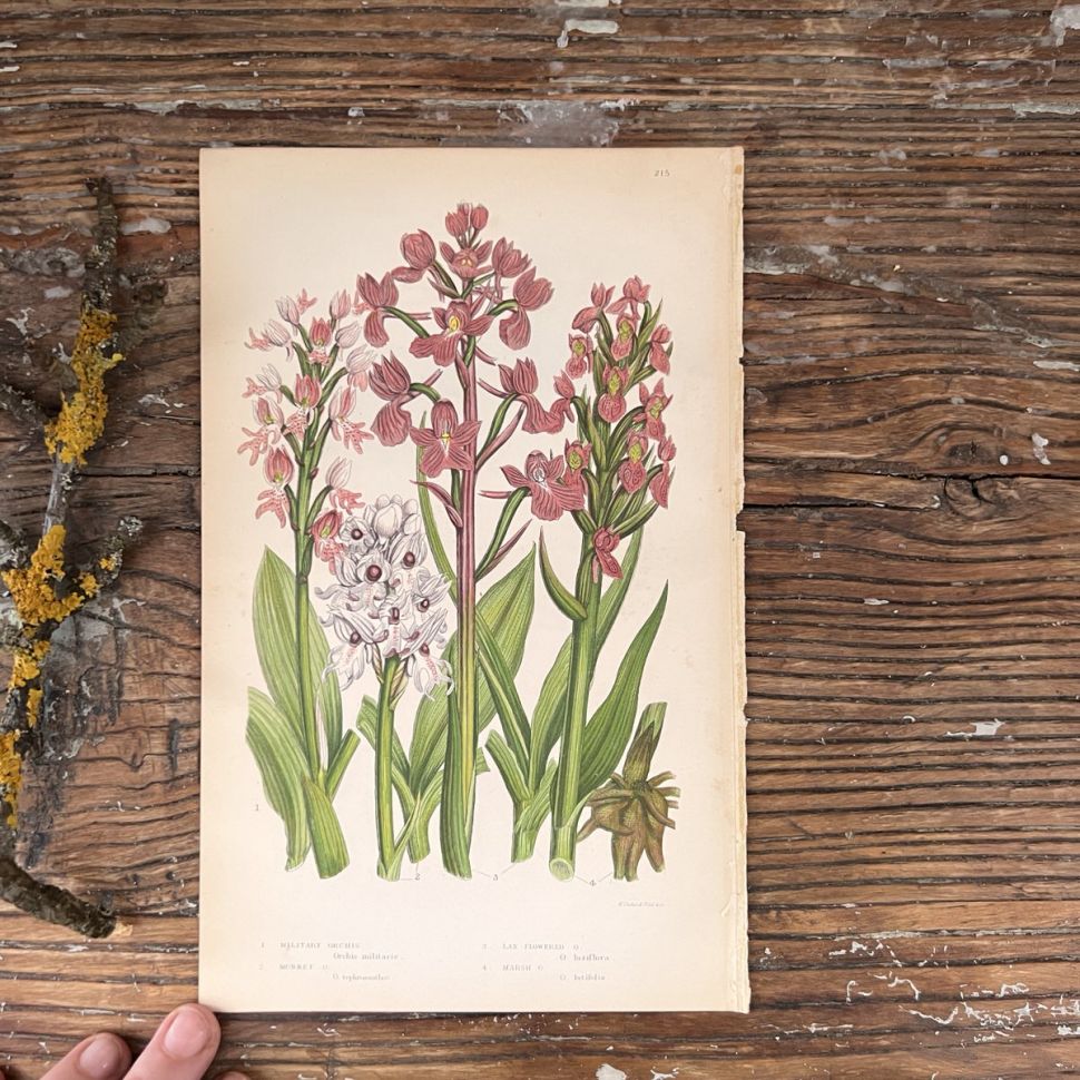 Литография 14х22 см  Flowering Plants by Anne Pratt №215 Англия 