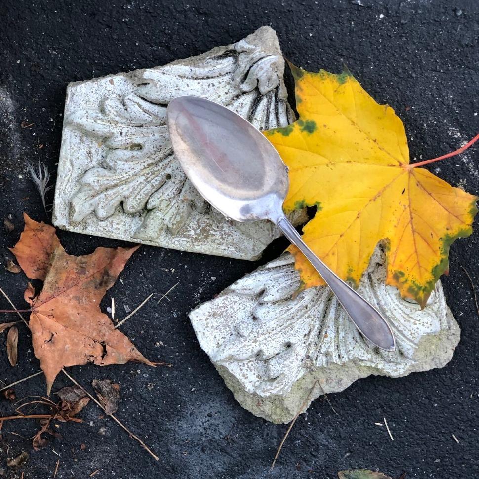 Лопатка мельхиорвоая