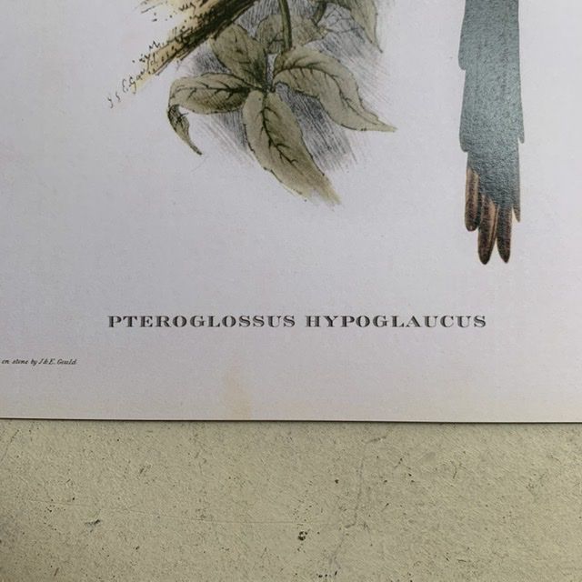 Репродукция Птицы Pteroglossus Hypoglaucus J.Gould 21х30 см