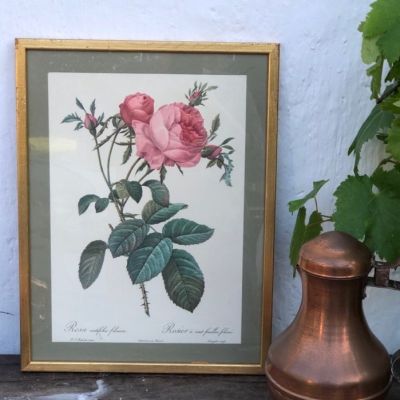 Репродукция в раме Rosa centifolia foliacea 31х41 см.