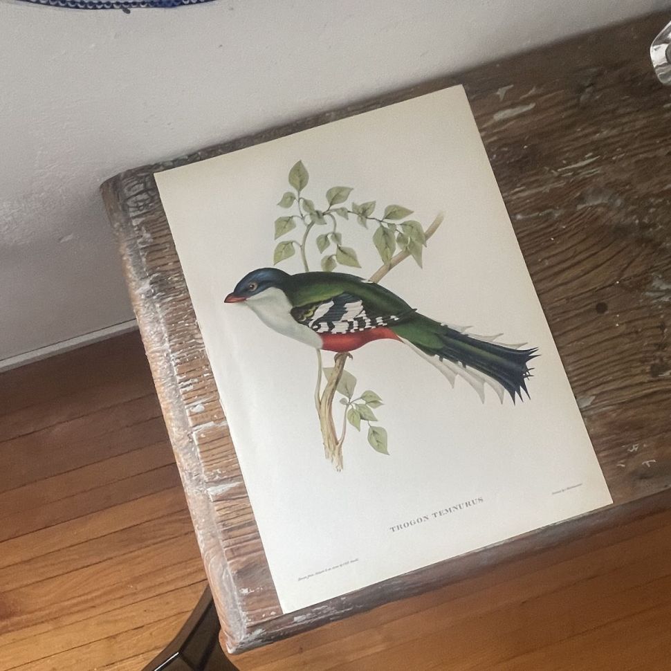 Репродукция Птицы Trogon Temnurus J.Gould 21х30 см 