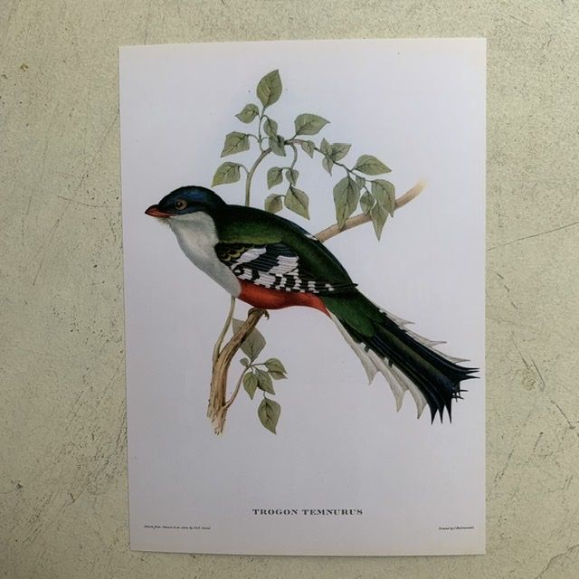 Репродукция Птицы Trogon Temnurus J.Gould 21х30 см 