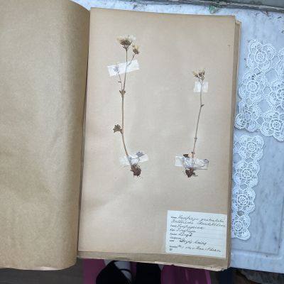 Лист гербария Hans Nilsson Швеция