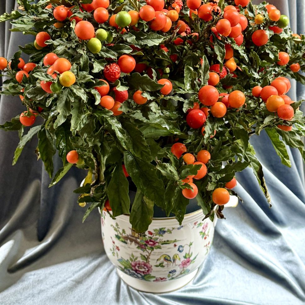 Ваза кашпо Crown Staffordshire Pagoda 18 см фарфор Англия