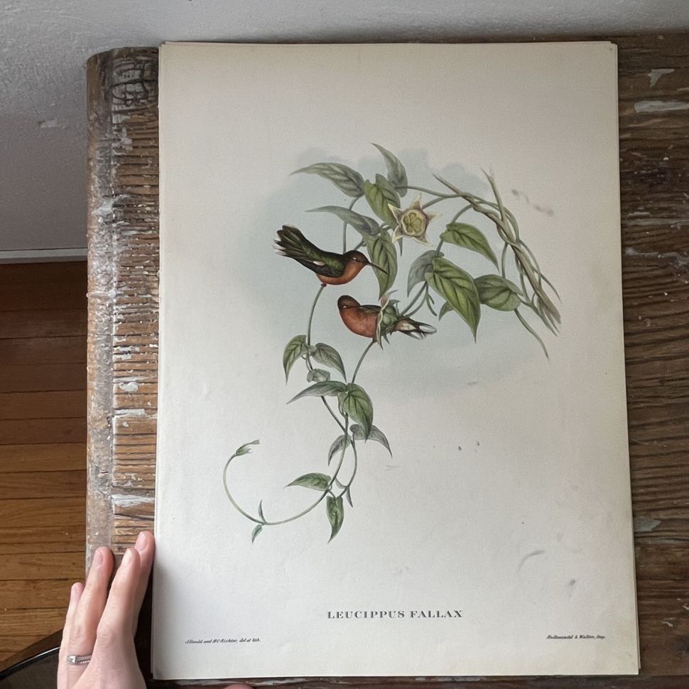 Репродукция Птицы Leucippus Fallax J.Gould 21х30 см 