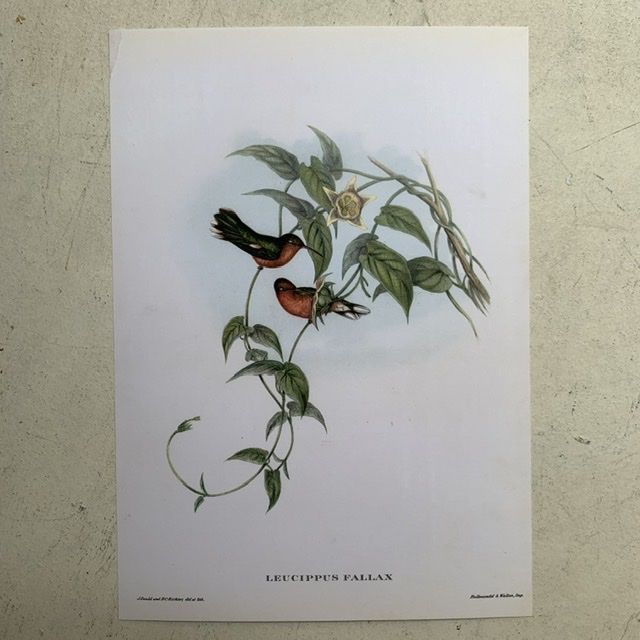 Репродукция Птицы Leucippus Fallax J.Gould 21х30 см 