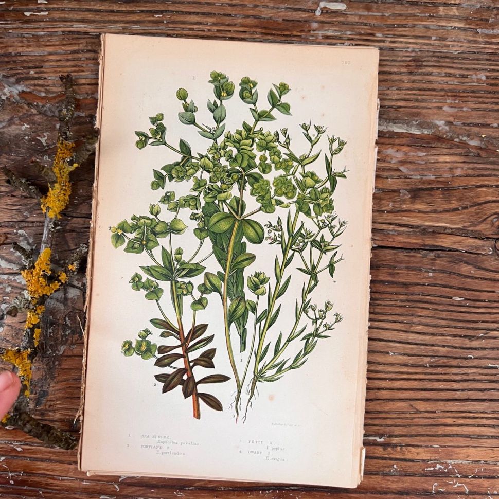 Литография 14х22 см Flowering Plants by Anne Pratt №192 Англия