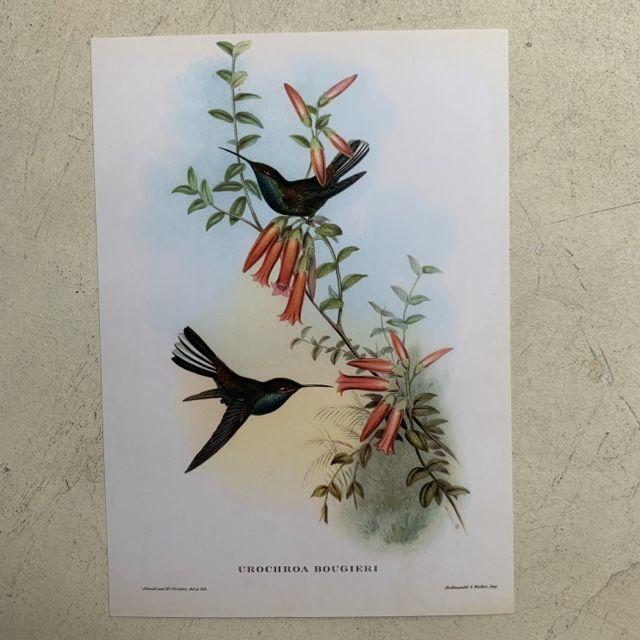 Репродукция Птицы Urochroa Bougieri J.Gould 21х30 см