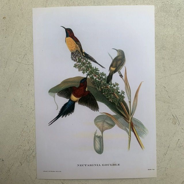 Репродукция Птицы Nectarina Gouldiae J.Gould 21х30 см