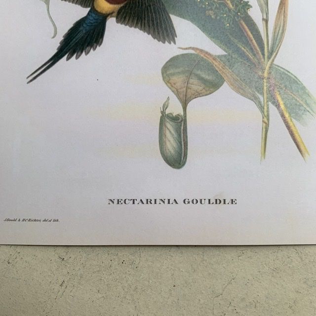 Репродукция Птицы Nectarina Gouldiae J.Gould 21х30 см