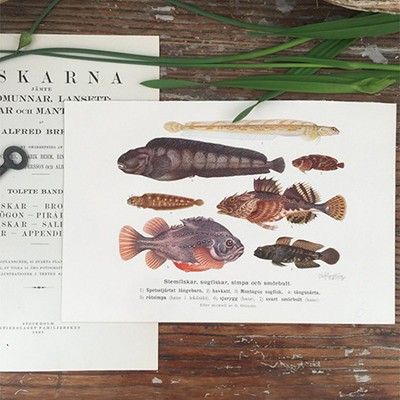 Литография Рыбы 13 Швеция