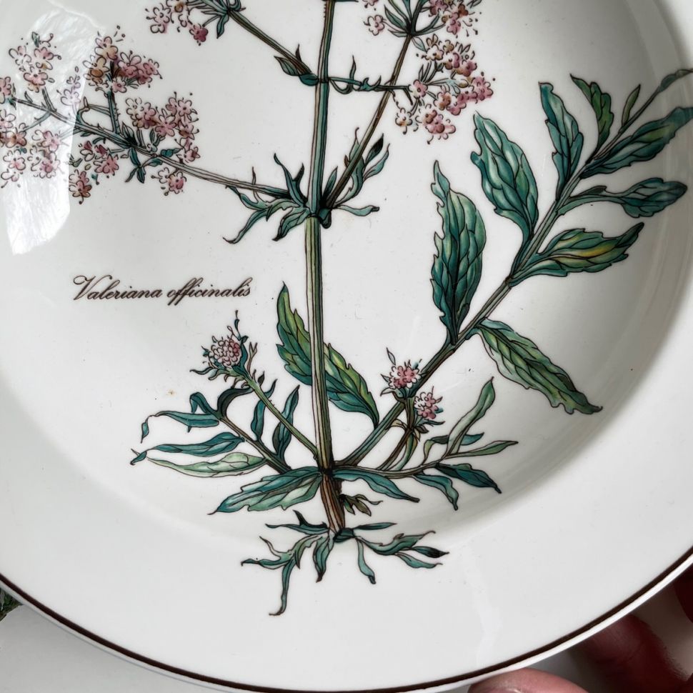 Тарелка глубокая Botanica ВиллеройБох 2000-е 22 см без корешка